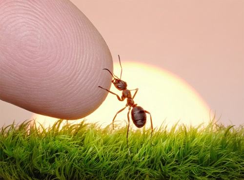 little ant meets human